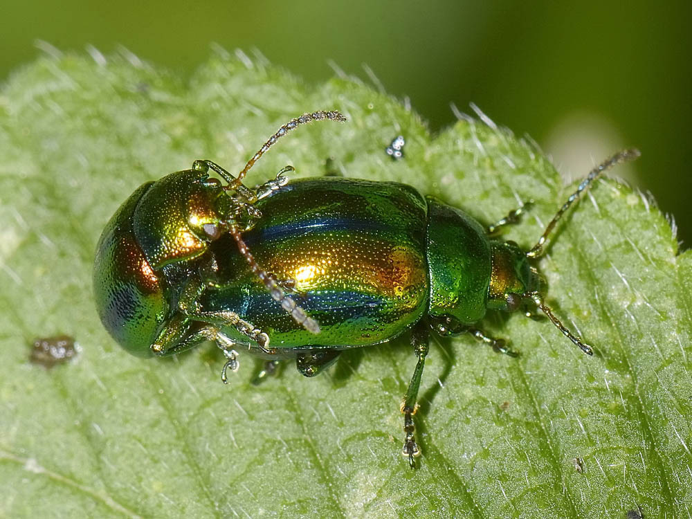 Chrysolina fastuosa